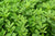 Organic Methi/Fenugreek Leaves