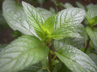 Organic Peppermint