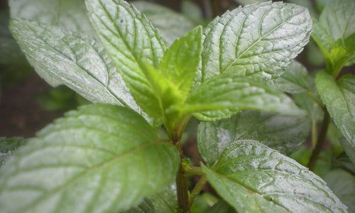 Organic Peppermint