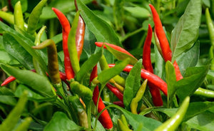 Organic Red Chilli Raw