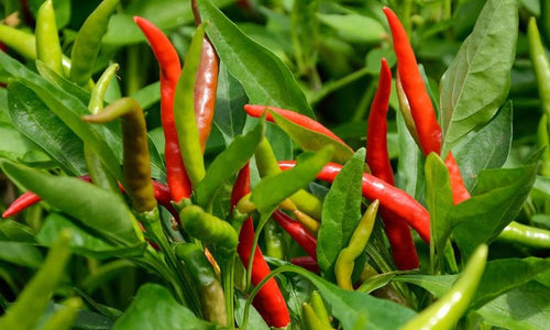 Organic Red Chilli Raw