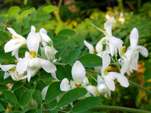 Organic Moringa Flowers