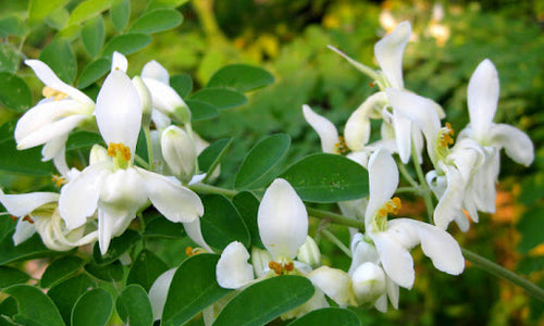 Organic Moringa Flowers