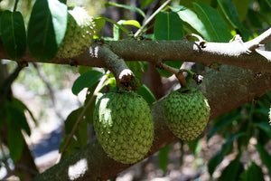 Organic Mountain Soursop