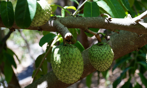Organic Mountain Soursop