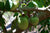 Organic Mountain Soursop