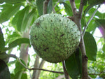 Organic Mountain Soursop