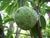 Organic Mountain Soursop