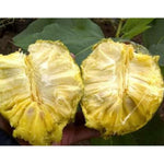 Organic Mountain Soursop