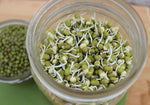 Organic Moong Sprouts