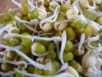 Organic Moong Sprouts