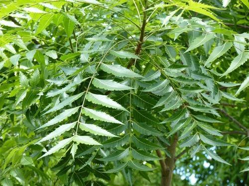 Organic Fresh Neem Leaves