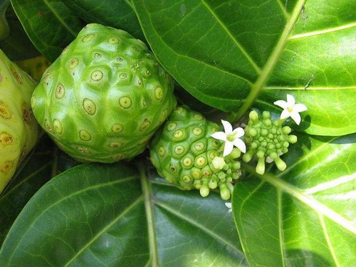 Organic Indian Mulberry/Noni Fruit