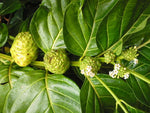 Organic Indian Mulberry/Noni Fruit