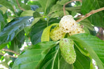 Organic Indian Mulberry/Noni Fruit