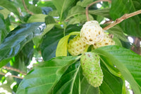 Organic Indian Mulberry/Noni Fruit