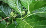 Organic Noni Leaves