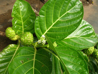 Organic Noni Leaves