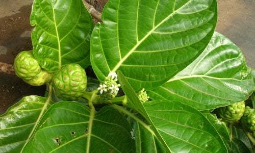 Organic Noni Leaves