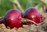 Organic Onion-Offer