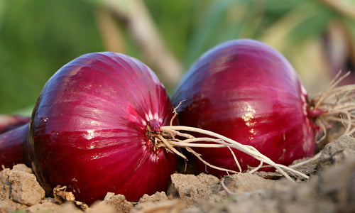 Organic Onion-Offer