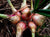 Organic Onion Sambar Fresh Harvest