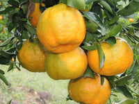 Organic Orange (Nagpur)
