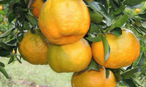 Organic Orange (Nagpur)