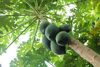 Organic Raw papaya