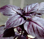 Organic Purple Italian Sweet Basil