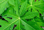 Organic Papaya leaves