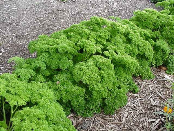 Organic Parsley