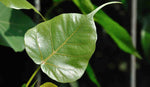 Organic Peepal Leaves