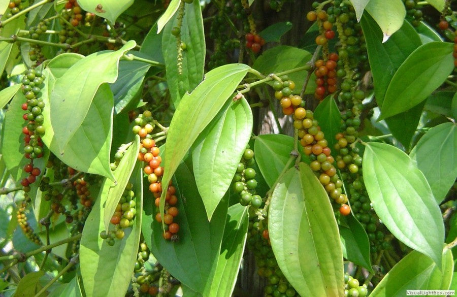 Organic Black Pepper Seeds Fresh Harvest – GreenDNA® India