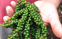 Organic Fresh Green Peppercorn