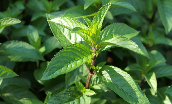 Organic Peppermint