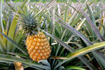 Organic Pineapple