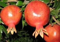 Organic Pomegranate