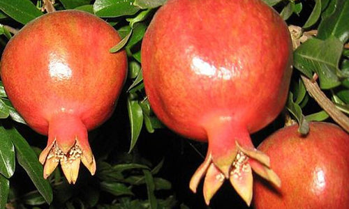 Organic Pomegranate