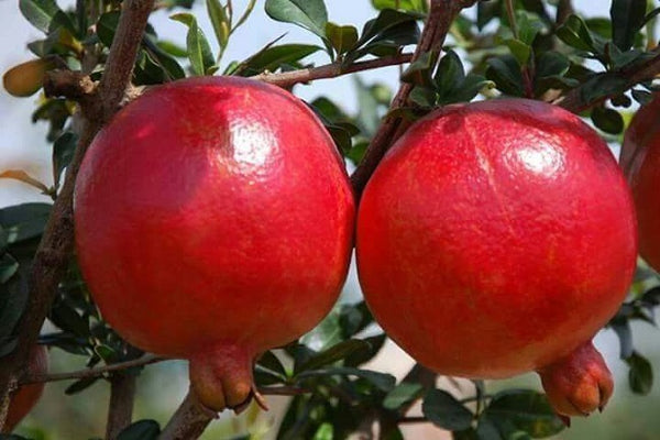 Organic Pomegranate