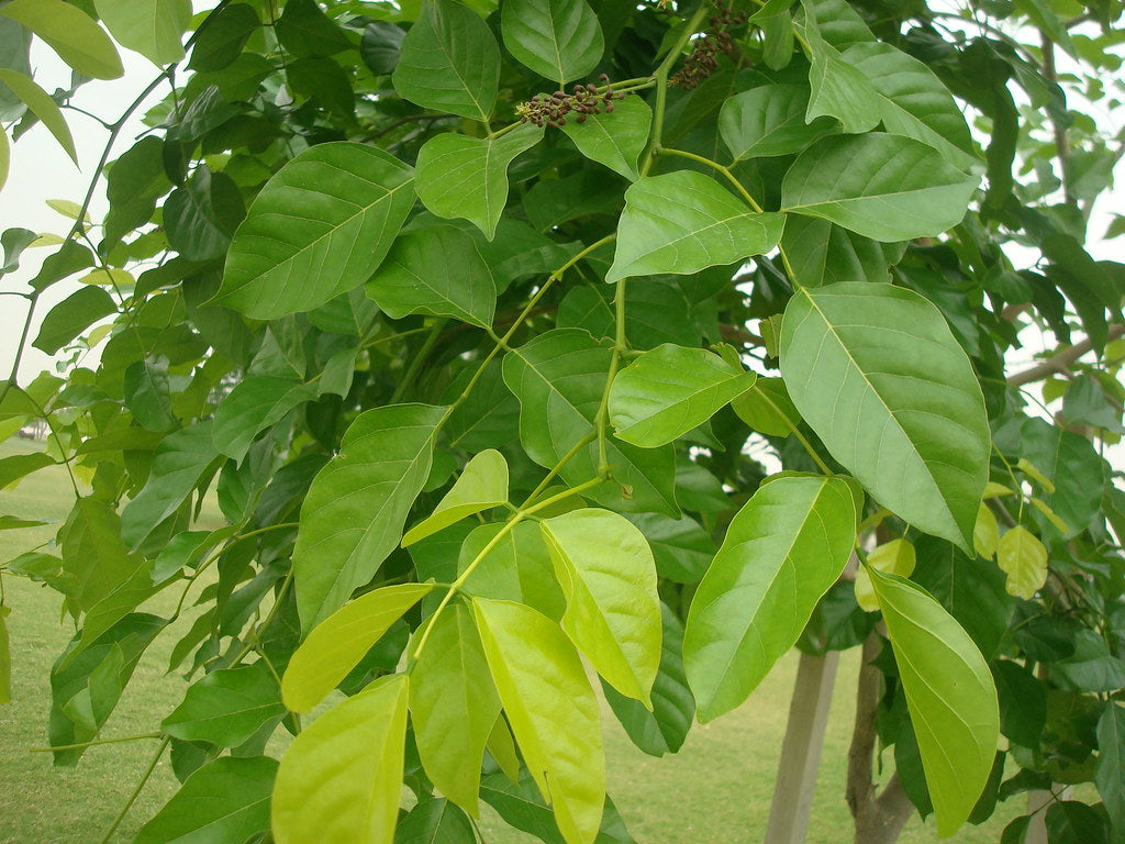 Organic Fresh Pongamia Leaves – GreenDNA® India