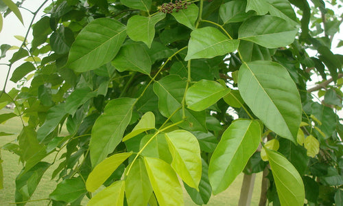 Organic Fresh Pongamia Leaves