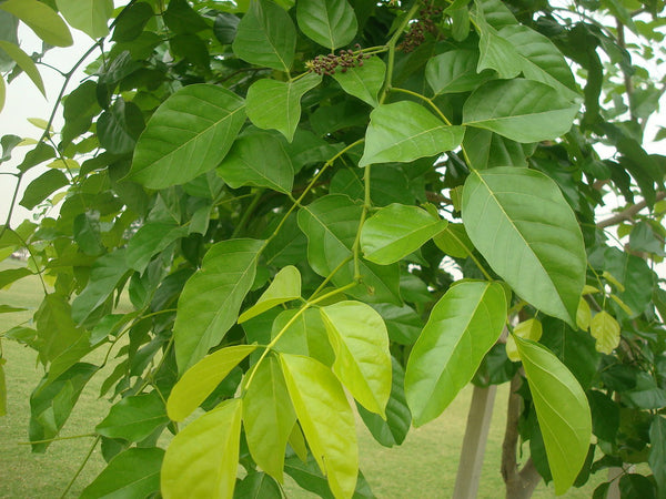 Organic Fresh Pongamia Leaves