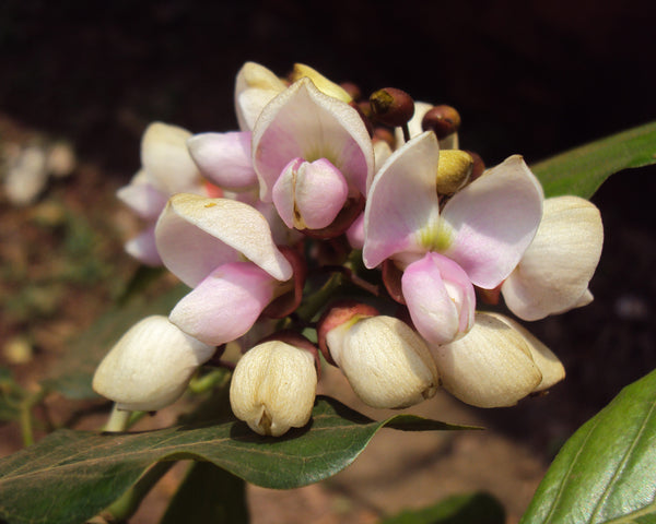 Organic Fresh Pongamia Flower