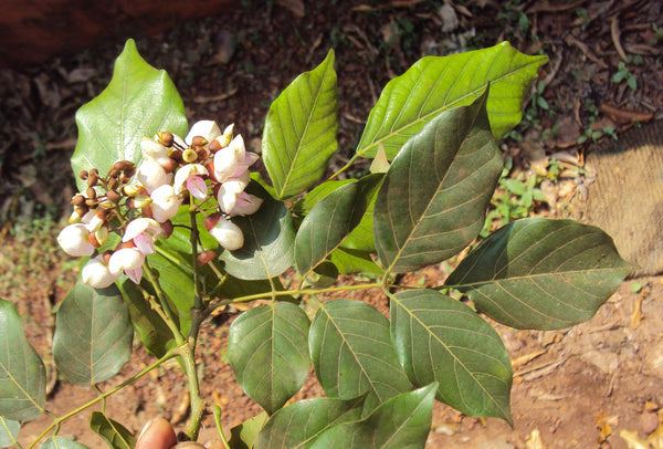 Organic Fresh Pongamia Flower