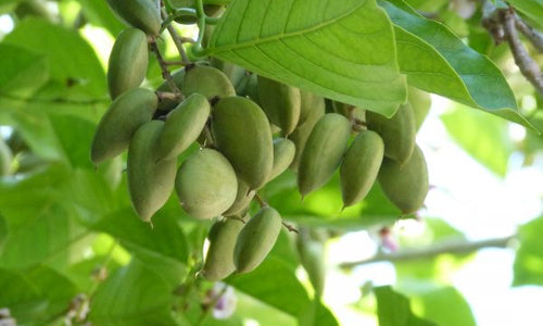 Organic Fresh Pongamia Seeds