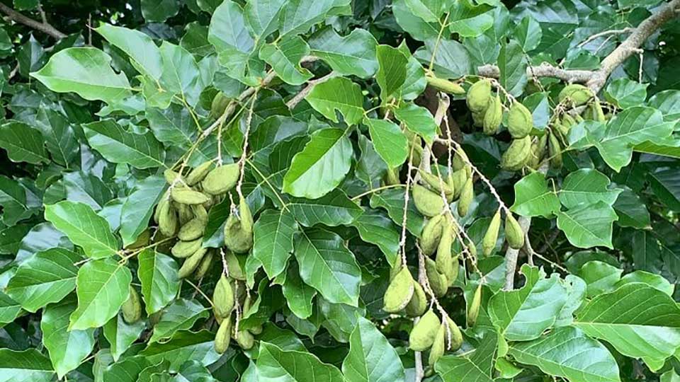 Pongamia Pinnata Tree Roots Organic Fresh Pongamia Seeds – GreenDNA® India