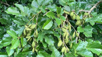 Organic Fresh Pongamia Seeds