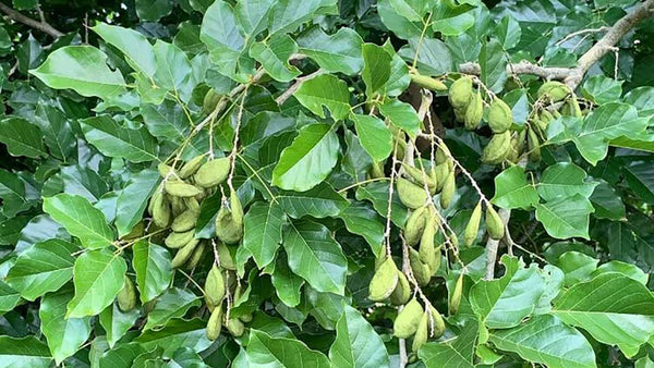 Organic Fresh Pongamia Seeds