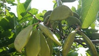 Organic Fresh Pongamia Seeds